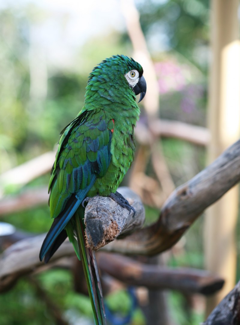 Golden-Collared Macaw