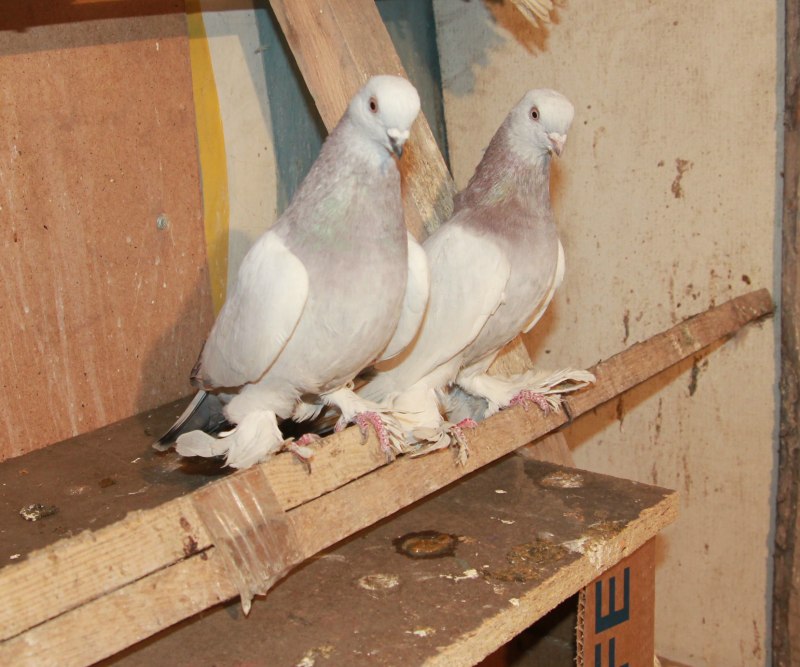Индийские породы голубей