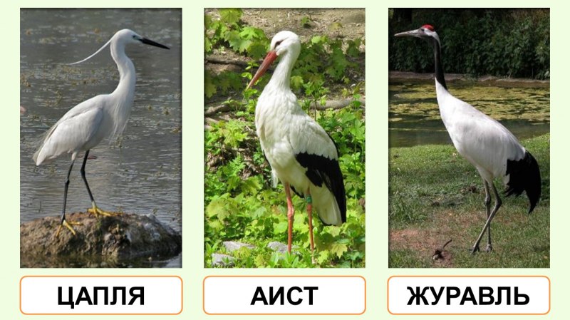 Аист на болоте