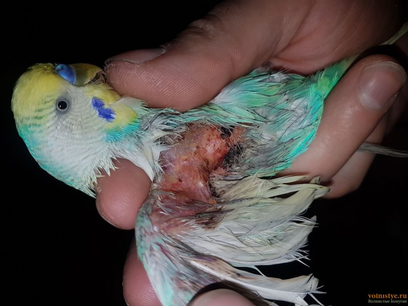 Попугайчик самец самка