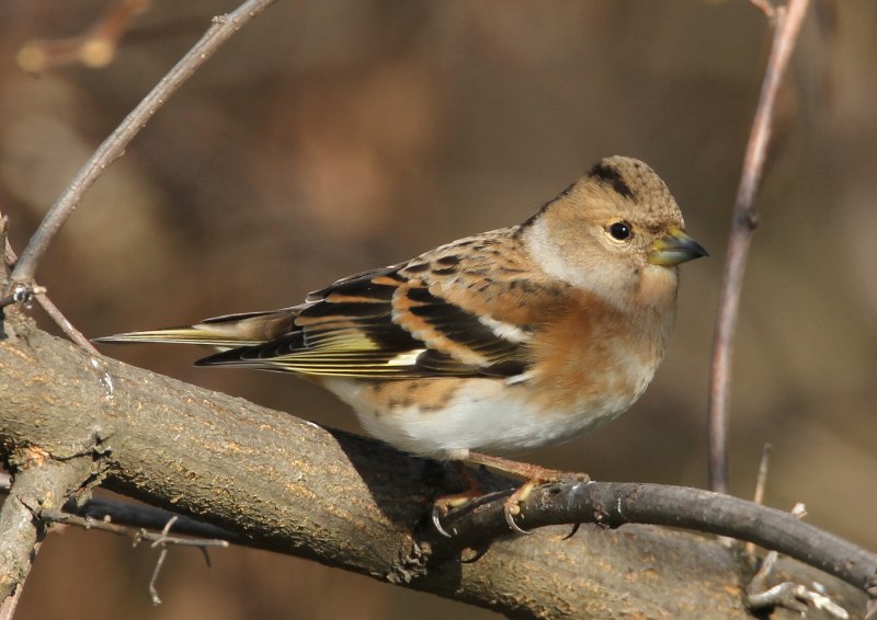 Юрок (fringilla montifringilla).