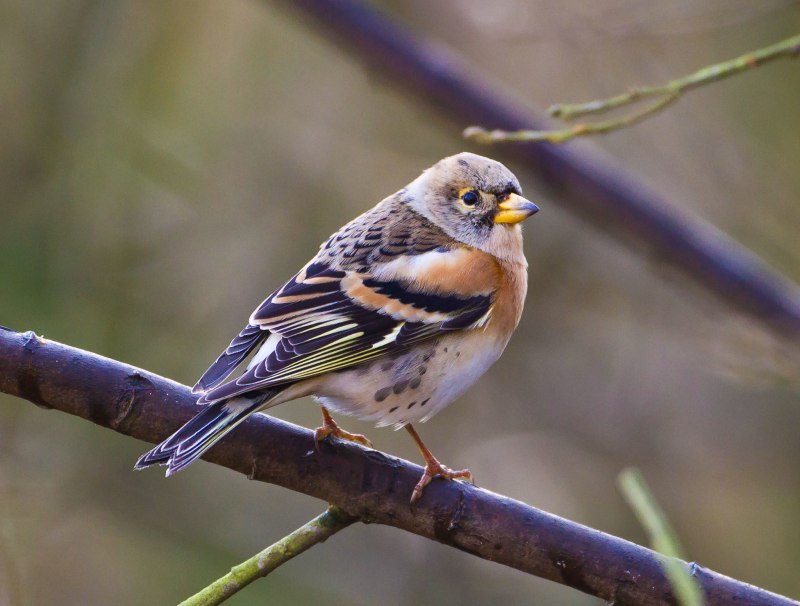 Юрок (fringilla montifringilla).