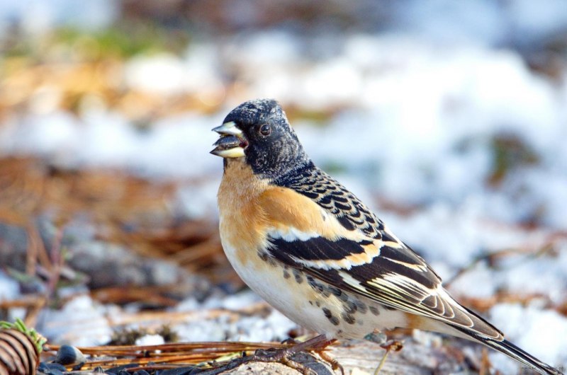 Семейство: Вьюрковые (Fringillidae)
