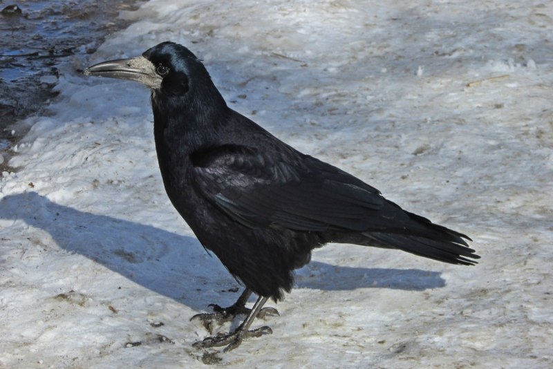 Blackbird Blackbird группа