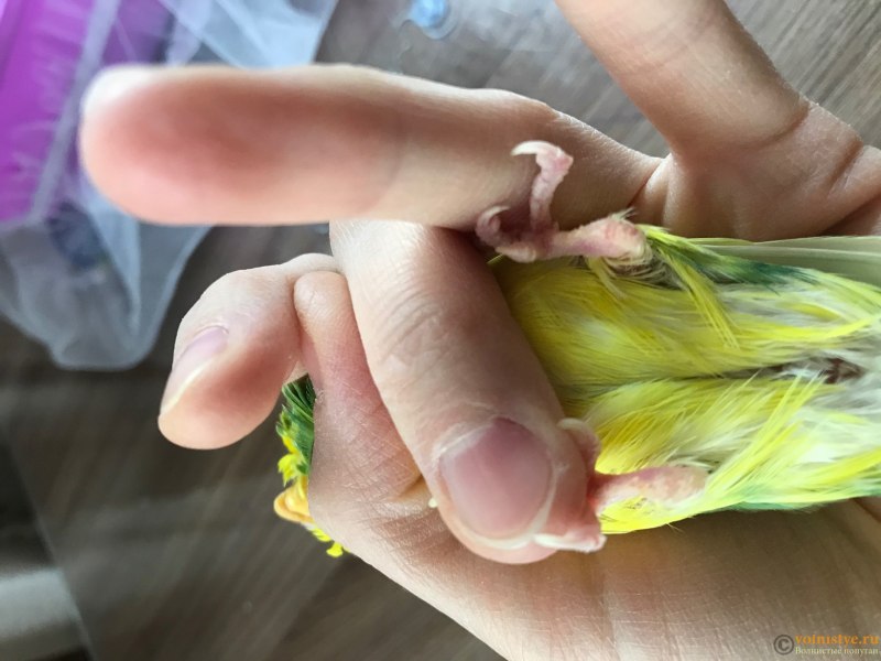 Болезни у птицы синицы