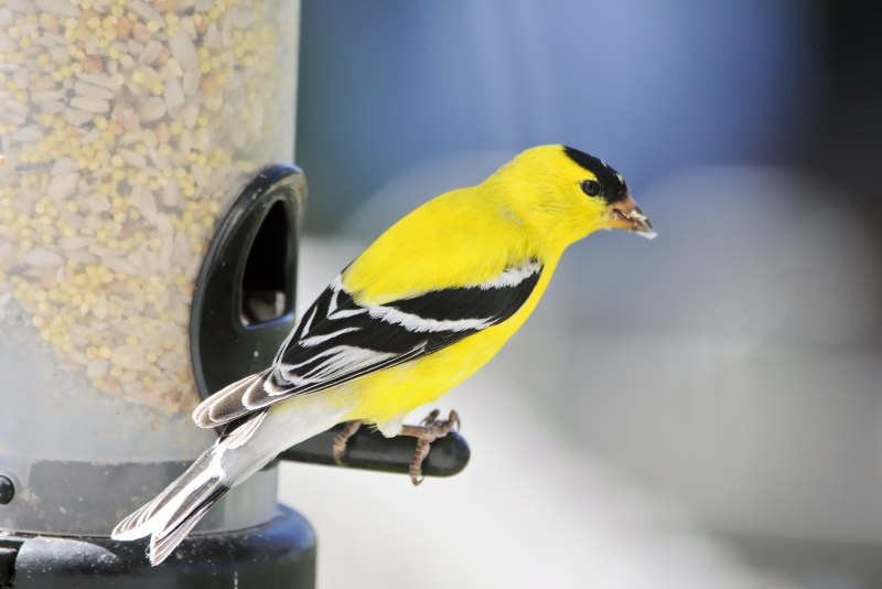 Goldfinch ЗТП