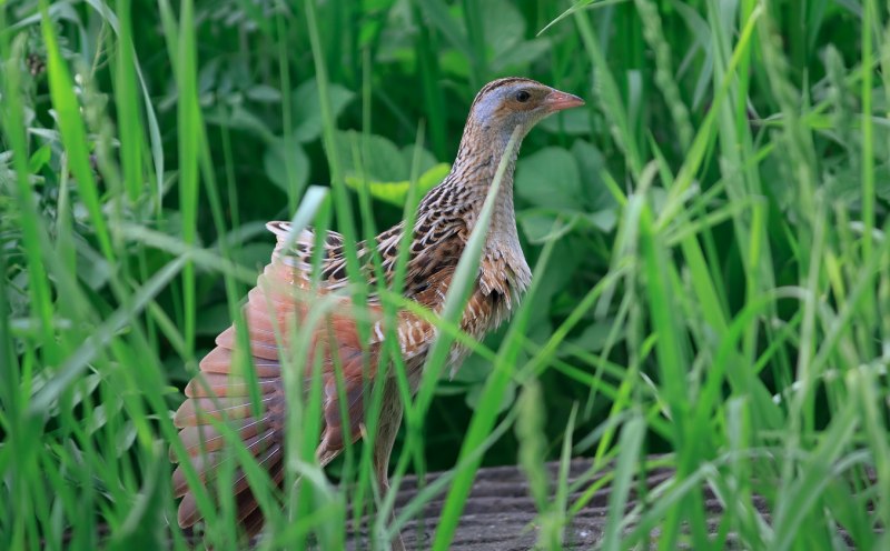 Коростель (Crex Crex)