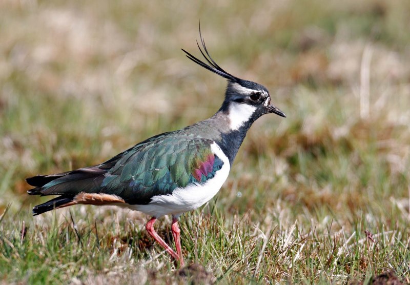 Чибис Vanellus Vanellus