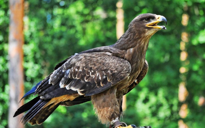 Pinsker's Hawk Eagle