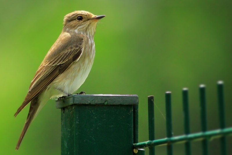 Robin Redbreast птица