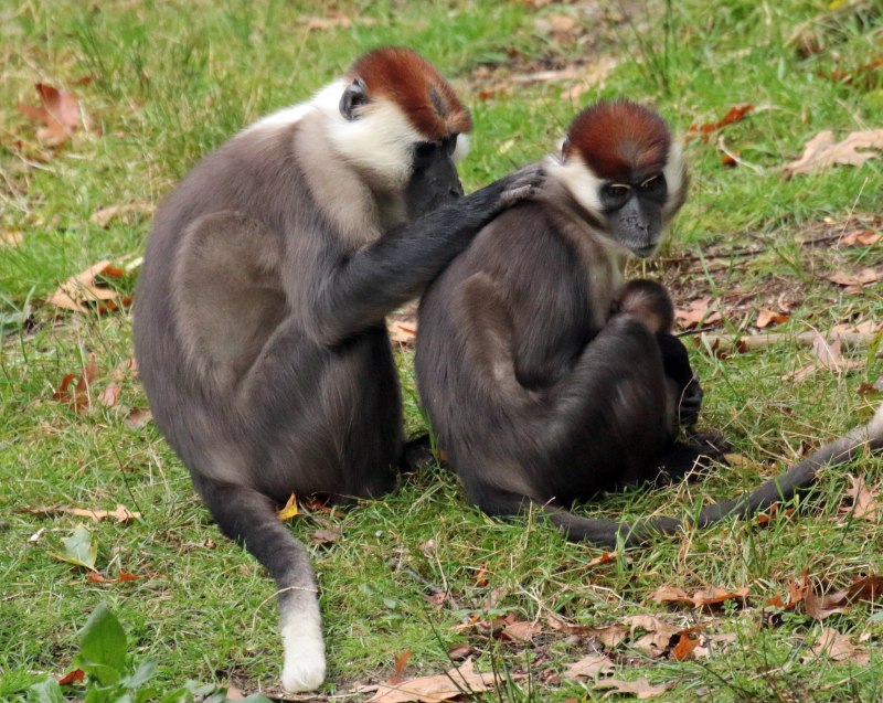 Lophocebus aterrimus