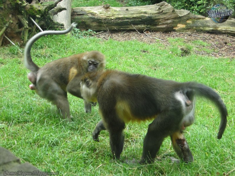 Golden mangabey Monkey