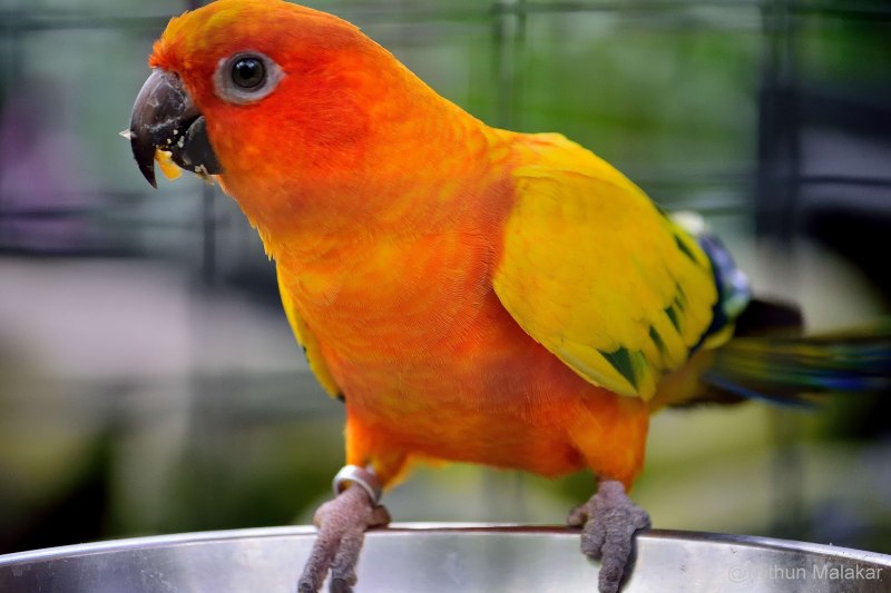 Orange Parrot