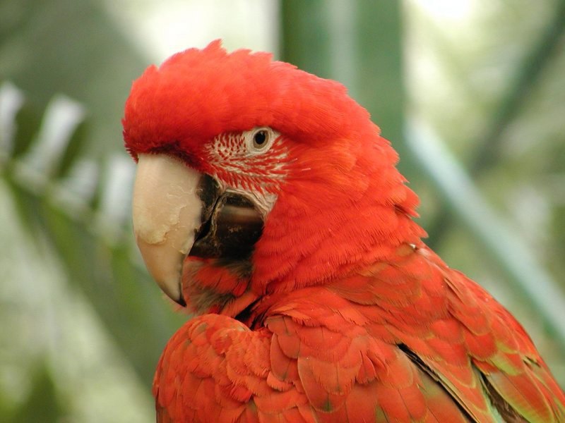 Red Bird попугай