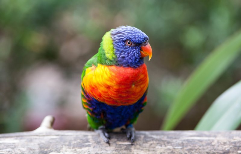 Красный попугай Lorikeet