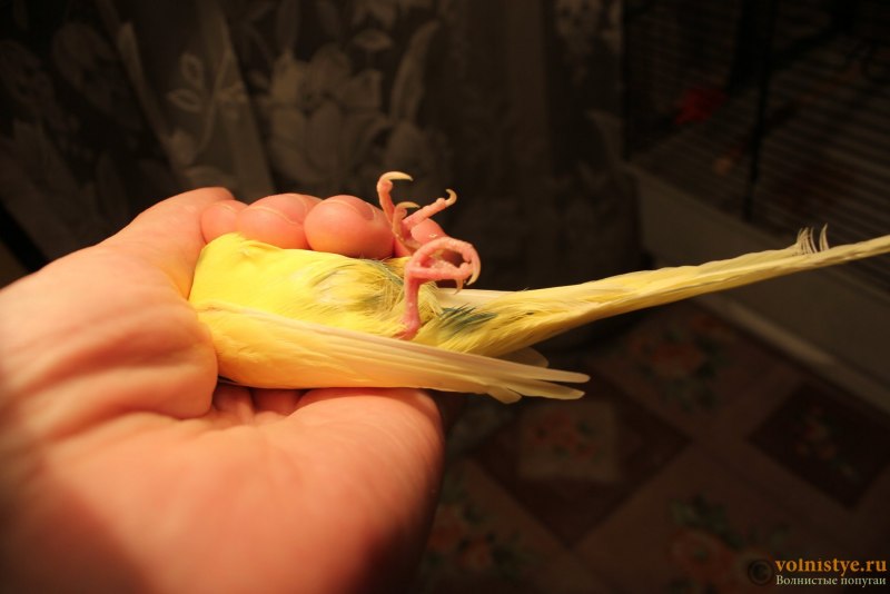 Попугай жако Риччи