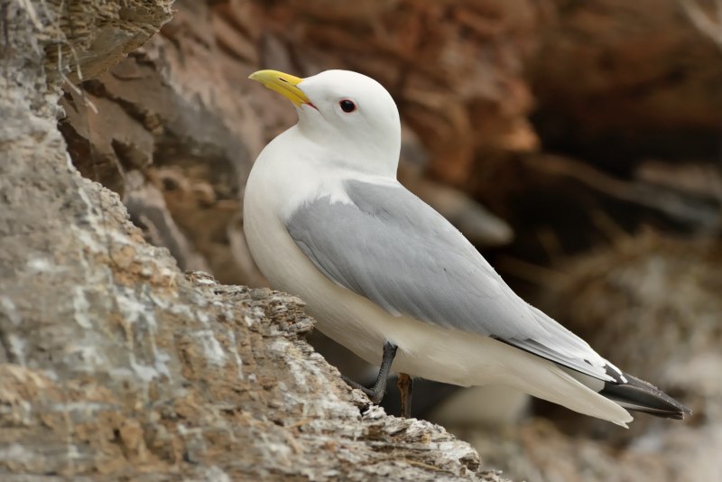 Моевка (Rissa tridactyla)