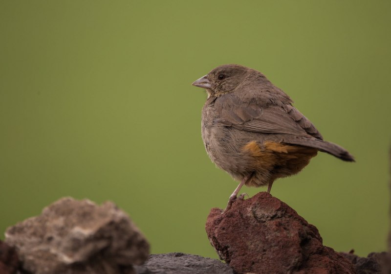House Finch птица