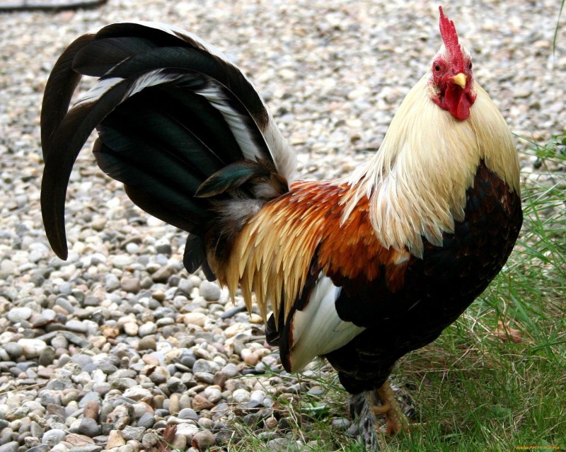The Red junglefowl Gallus Gallus