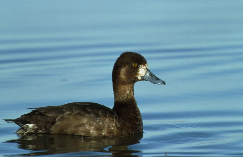 Backyardnearby amateur Bird photo Contest