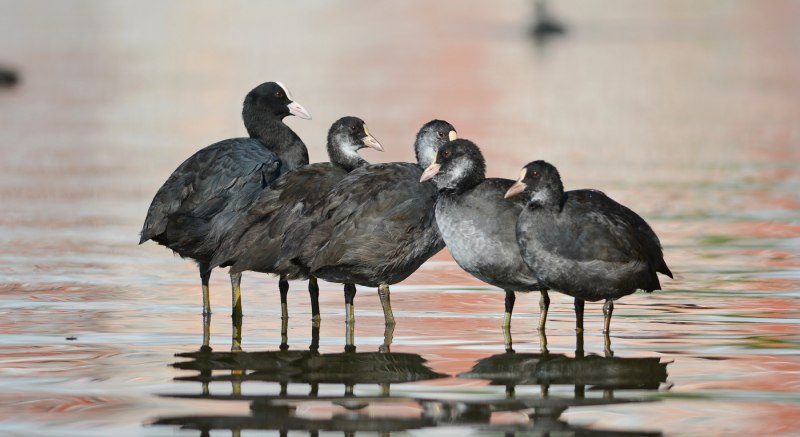 Лысуха Fulica atra