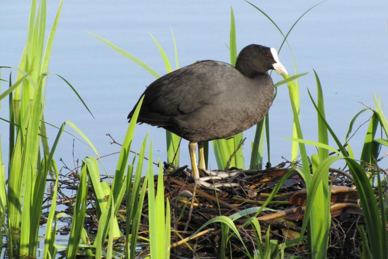 Малая поганка Tachybaptus ruficollis little Grebe