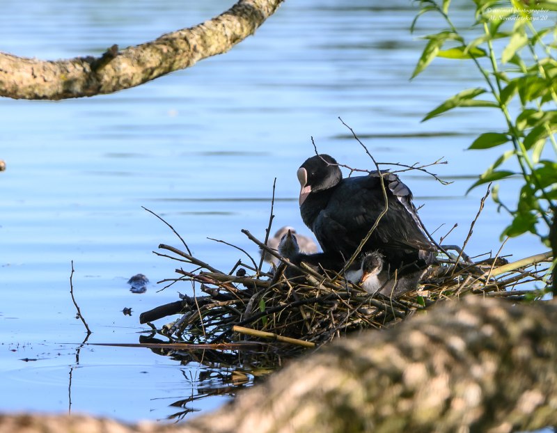 Dumetella carolinensis