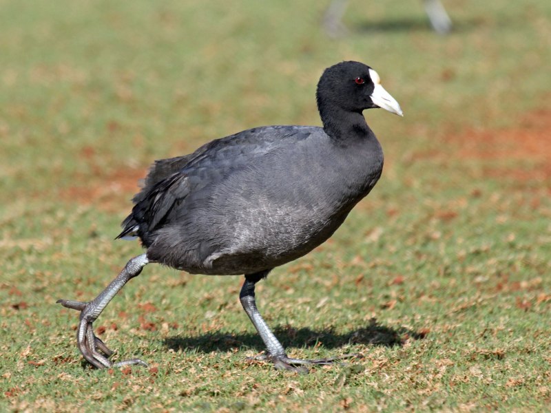 Камышница Gallinula chloropus