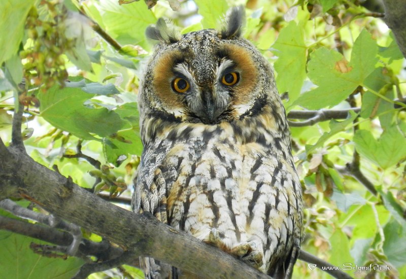 Европейский Филин (Bubo Bubo)