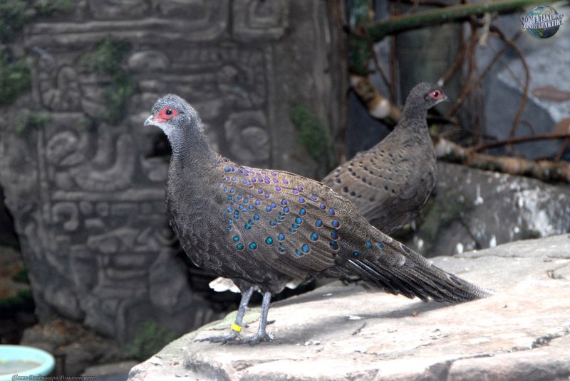 Павлиний фазан (Polyplectron bicalcaratum)