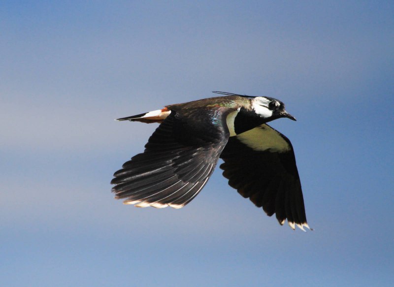 Vanellus Vanellus в полете