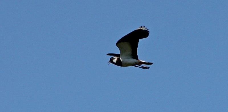 Чибис Vanellus Vanellus leucurus.