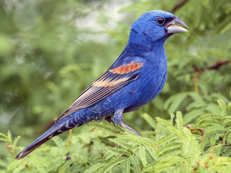 Птица Blue Waxbill