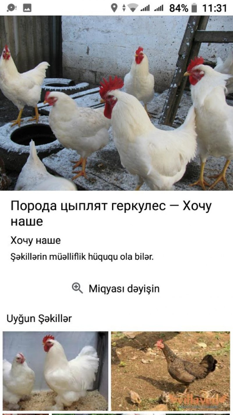 Куры Геркулес