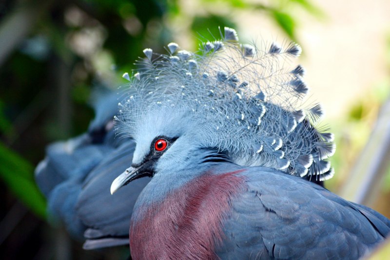 Tricolored Heron