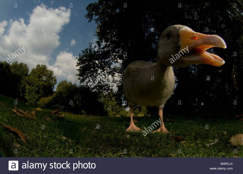 Смешной Гусь