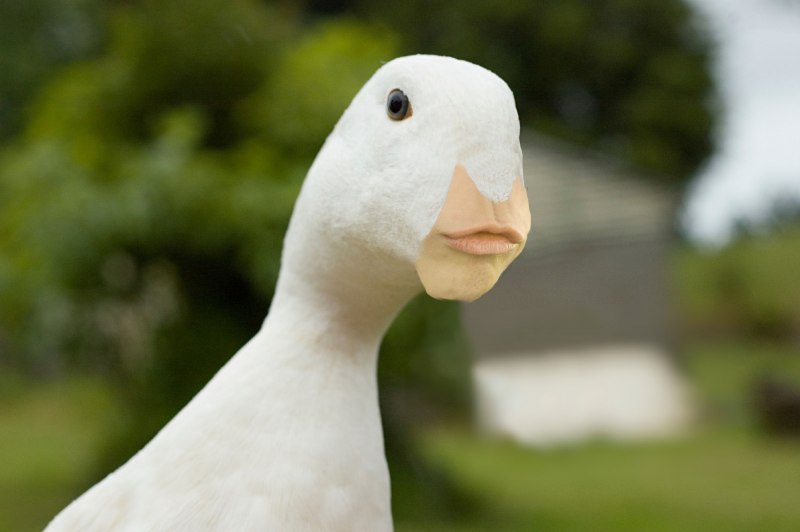 Лицо гуся