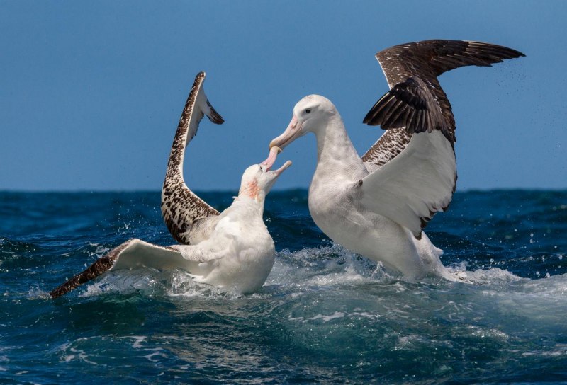Странствующий альбатрос (40 фото)