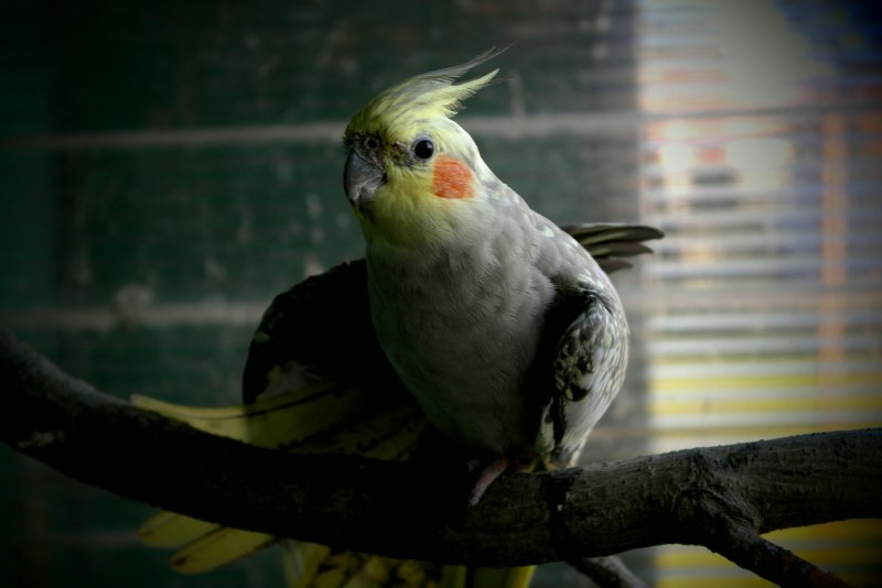 Какаду и корелла