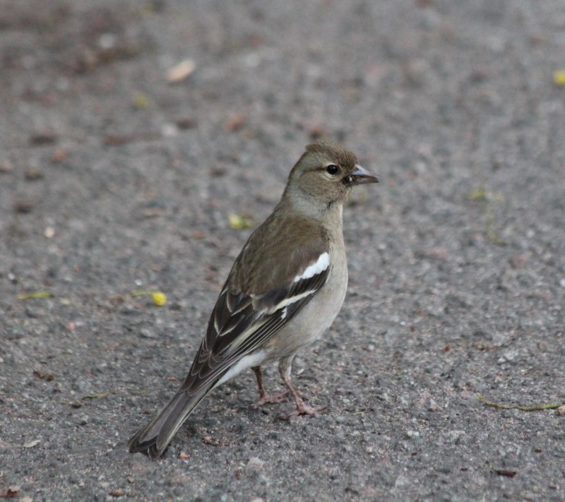 Зяблик (fringilla COELEBS)
