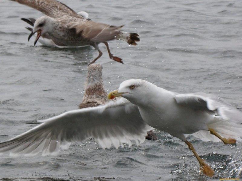 Baltic Birds