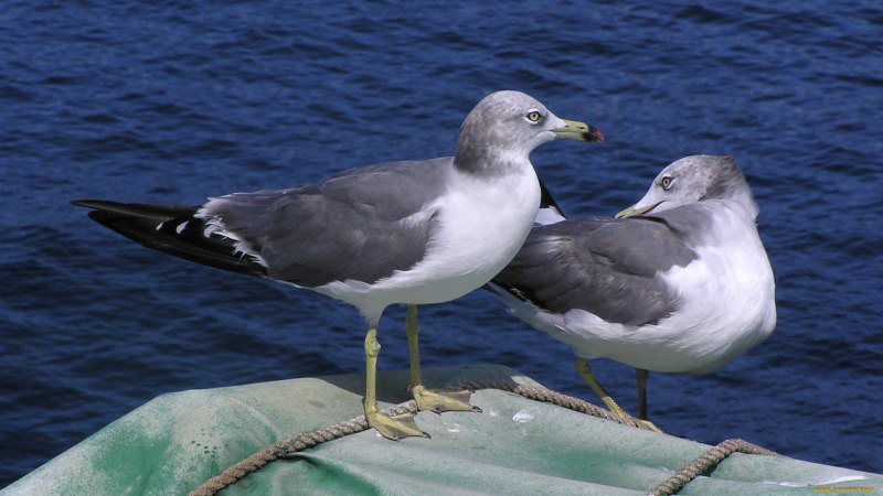 Море Чайки фото