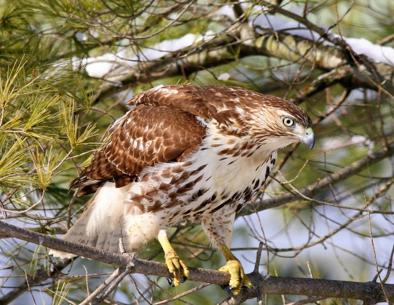 Red tailed Hawk