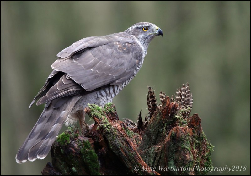 Accipiter nisus перепелятник