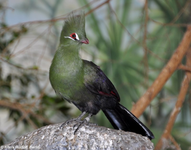 Tauraco schalowi