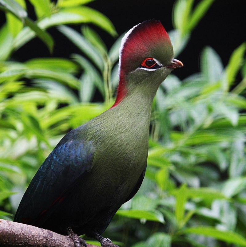 Бананоед Ливингстона (Tauraco livingstonii)