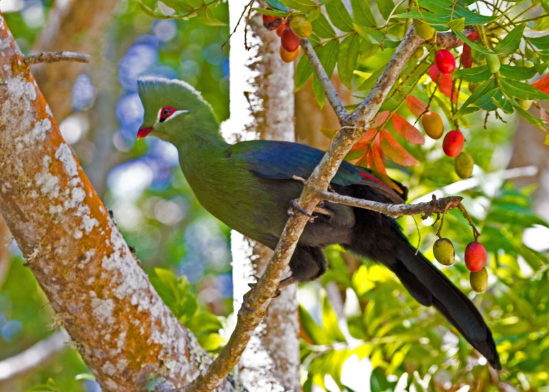 Tauraco leucolophus