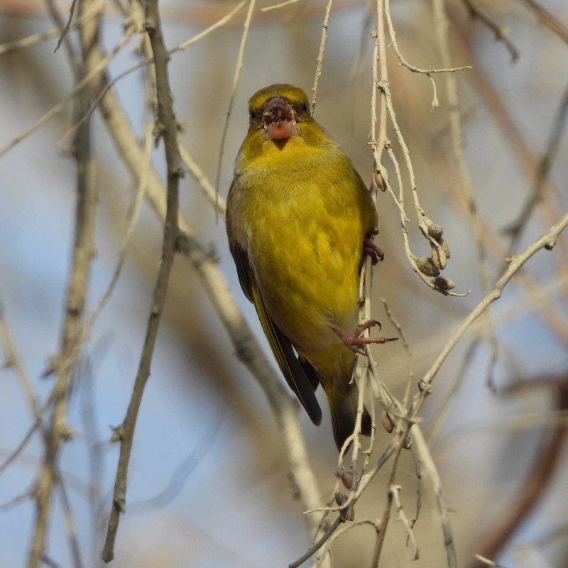 Зеленушка (Chloris Chloris)