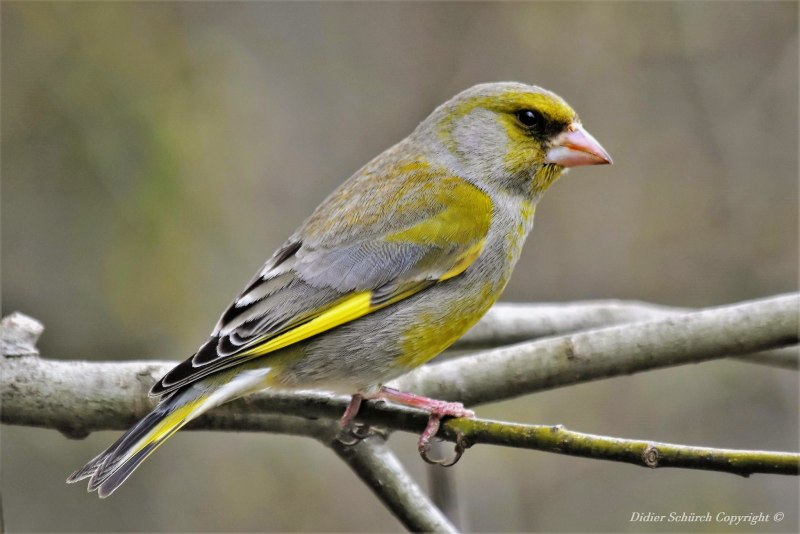 Зеленушка (Chloris Chloris)