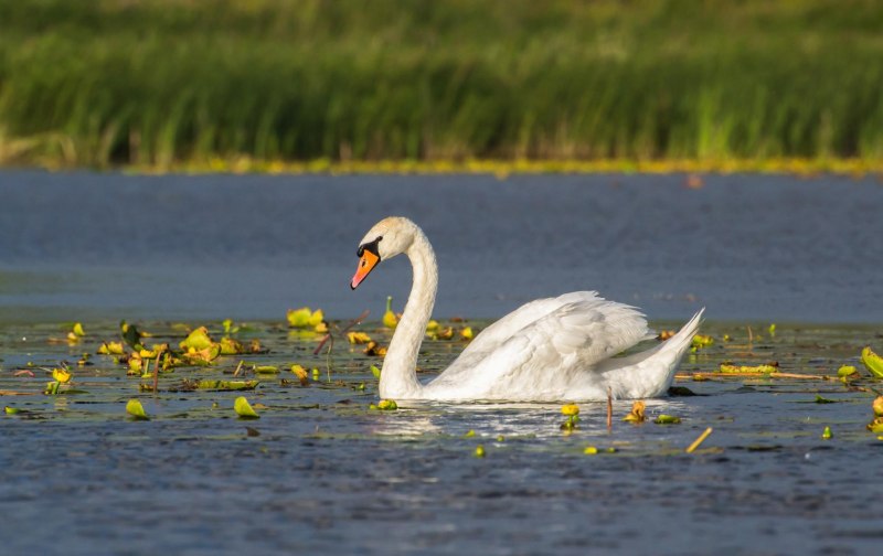 'Лебедь-шипун' (Mute Swan)